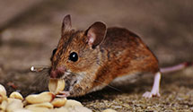 24 Hour & Emergency Exterminators in Greensboro NDC, NC